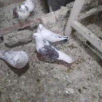 کفتر 24 عدد جوان