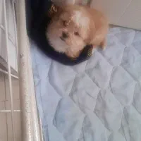 سگ پودل عروسکی