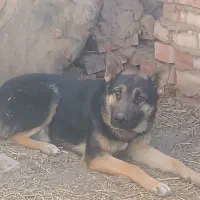 سگ ژرمنی|سگ|زرند, |دیوار