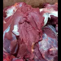 توزیع عمده ماده گاو تلیسه