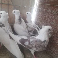 ۸۰۰ تومان|پرنده|اردکان, |دیوار