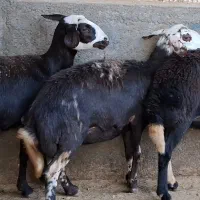 گوسفند قوچ میش پوست گاوی