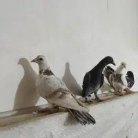 کفتر تبعیدی|پرنده|مشهد, ابوذر|دیوار