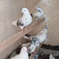 کبوتر تهرانی|پرنده|رباطکریم, الارد|دیوار