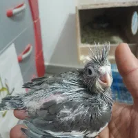 جوجه عروس هلندی سریلاکی