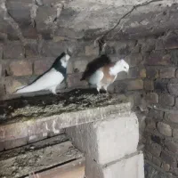 طوقی|پرنده|تویسرکان, |دیوار