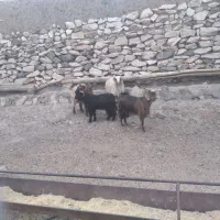 گوسفندبزغاله گوشتی|حیوانات مزرعه|میمه, |دیوار