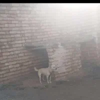 پاکوتا گوش ها روباهی