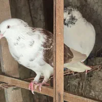 کفتر ماده