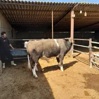 ۲ عدد گوساله نر|حیوانات مزرعه|شاهدشهر, |دیوار