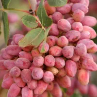 کارگر پسته چین هستیم