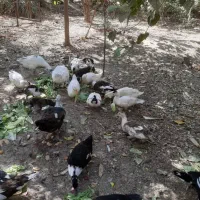 اردک محلی|حیوانات مزرعه|چهاردانگه (تهران), |دیوار