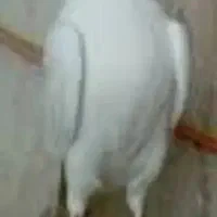 نگین‌‌...|بدلیجات|اردکان, |دیوار