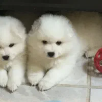 سامویید|سگ|تهران, زعفرانیه|دیوار