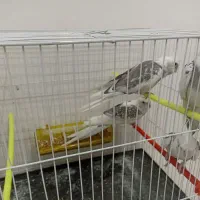 عروس هلندی دوکت آلبینو  مولد|پرنده|مشهد, امیریه|دیوار