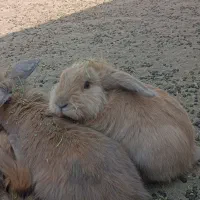 خرگوش مولد لپی هلندی|موش و خرگوش|رفسنجان, |دیوار