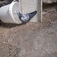 کبوتر کاکل فری سرونج وجوجه سوسگی آلمانی