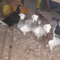 کبوتر طوقی