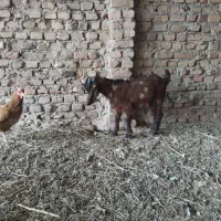 بزغاله دورگه پاکستانی نر
