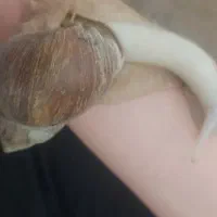 حلزون|خزنده|تهران, جی|دیوار