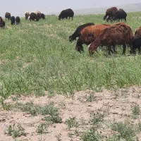 میش افشاری بره دار جوان