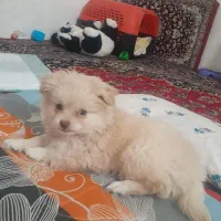 سگ پامرخرسی|سگ|کرمانشاه, |دیوار