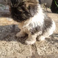 واگذاری توله پاکوتاه پشمالو