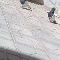جفت کبوتر کله سیاه