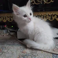 گربه پرشین دوماهه