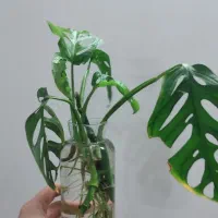 پتوس حصیری