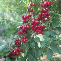 گیلاس مشهدی لوکس سایزدرشت160