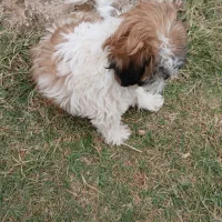 سگ شیتزو|سگ|مسجد سلیمان, |دیوار