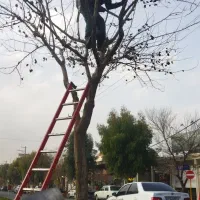 باغبان.انجام کلیه کارهای باغبانی|خدمات باغبانی و درختکاری|قم, نیروگاه|دیوار