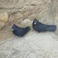 یک جفت سیاه خوب|پرنده|مرودشت, رودبال|دیوار