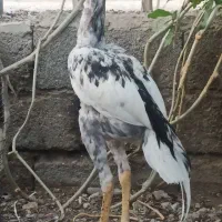 جوجه خروس