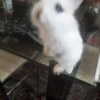 خرگوش