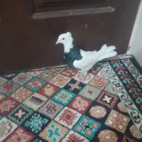 کفتر طوقی|پرنده|مشکین‌دشت, |دیوار