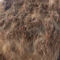 علف|لوازم جانبی حیوانات|ایواوغلی, |دیوار