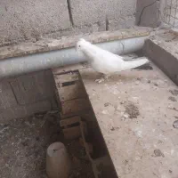 کبوتر سفید دم مشکی کاکلی پاپر|پرنده|اصفهان, جوزدان الیادران|دیوار