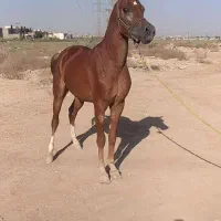 باسلام اسب نریون|اسب و تجهیزات اسب‌سواری|اهواز, کوی مهدیس|دیوار