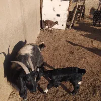 بز کهره دار|حیوانات مزرعه|دشمن زیاری, |دیوار