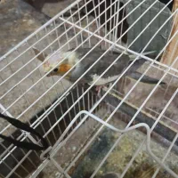 طوطی گرینچینگ و عروس هلندی|پرنده|بیرجند, |دیوار