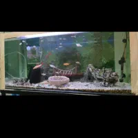 شیشه اکواریوم10میل|ماهی|بندر انزلی, بی بی حوریه|دیوار