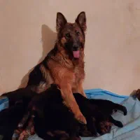 توله ژرمن ۸ماهه|سگ|شهریار, شهریار|دیوار