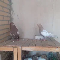 کبوتر سالم و جوان فروشی|پرنده|مبارکه, |دیوار