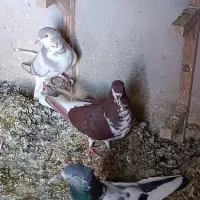 کفتر ماده شهری بهبهانی