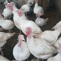 بوقلمون گوشتی