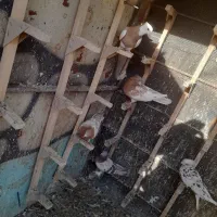 سوسنی‌ماده