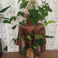 گل با میز گرد رومیزی