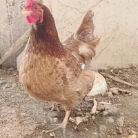 مرغ تخم‌ گذار